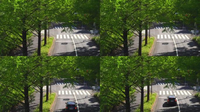 春天的路。新的绿色街道树。人行横道