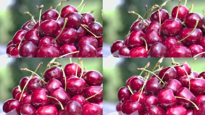 新鲜成熟浆果甜樱桃特写户外花园。旋转有机红色樱桃隔离在绿色自然背景上。收获在大自然外面旋转的有机甜浆