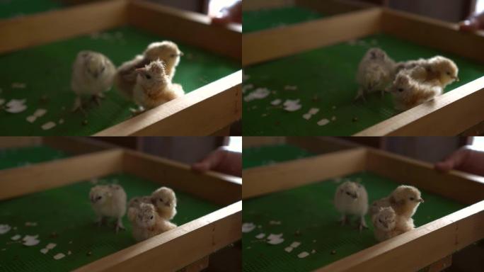 从农场托盘上的孵化机孵化出的新生乌尔基鸡婴儿