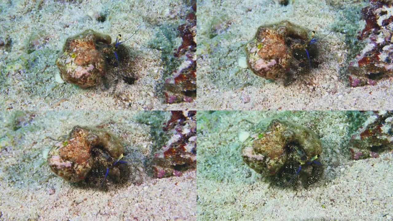 寄居蟹在礁石中漫步