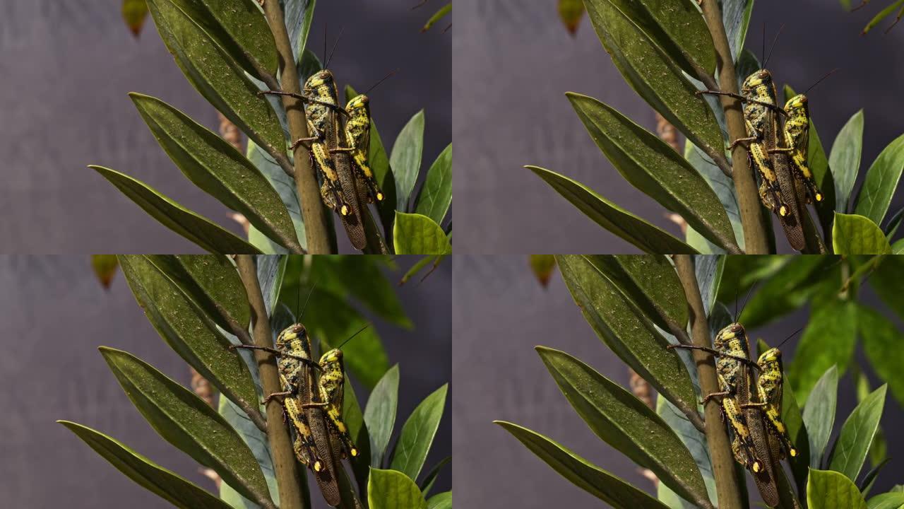 两只蝗虫配对在树枝上，看到颜色与树叶融为一体。