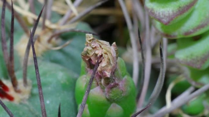 gymnocalytiarense还是quehilium ?仙人掌盛开，时光流逝