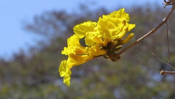 黄花的一枝黄花。