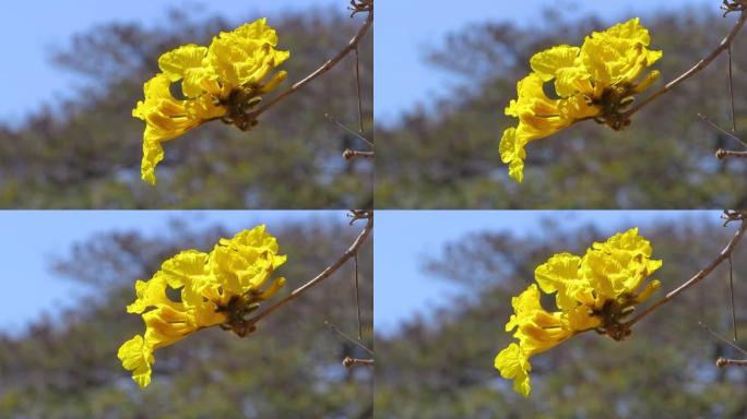 黄花的一枝黄花。