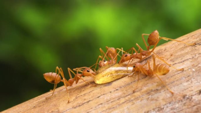 红火蚂蚁宏微距实拍展示爬虫