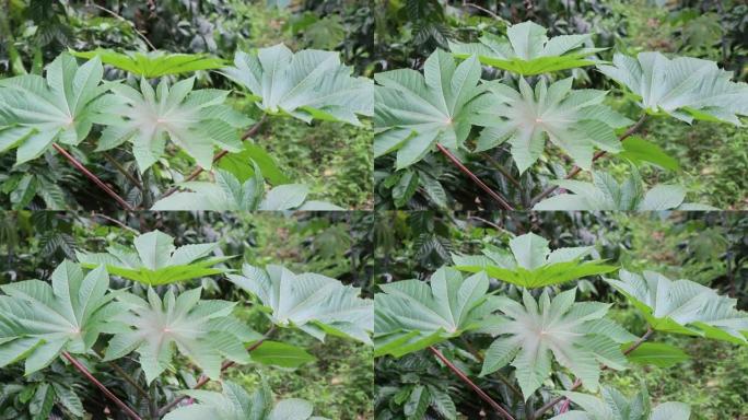 蓖麻子植物 (Ricinus communis)，鲜叶飘扬，随风飘扬