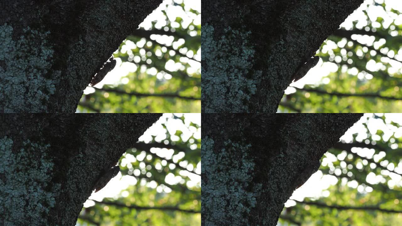 一只棕色蝉早上爬在树上