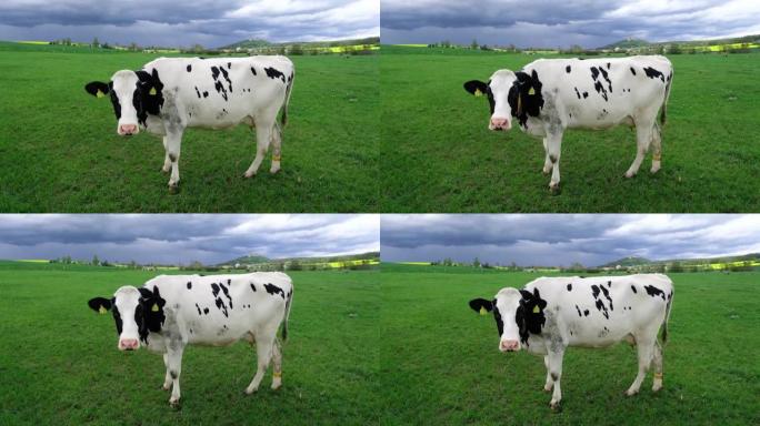 春天草地上的弗里斯兰荷斯坦奶牛