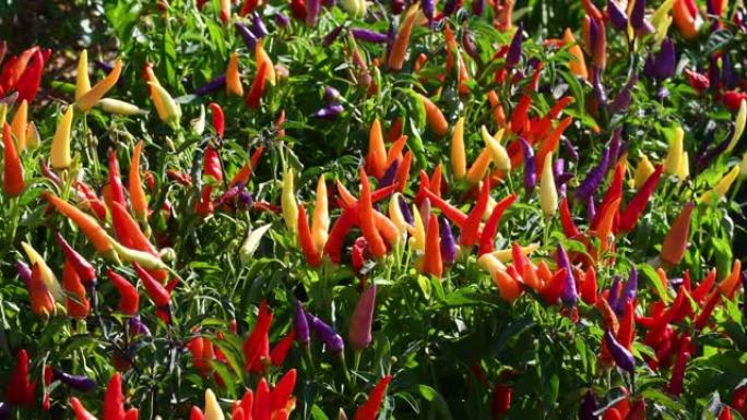 花园中的彩色观赏辣椒