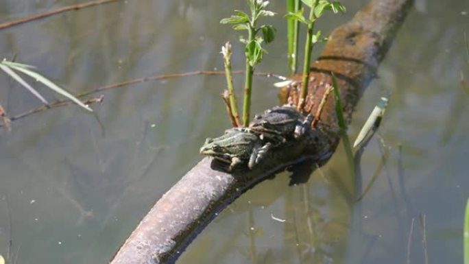 两只青蛙在水中的树枝上。
