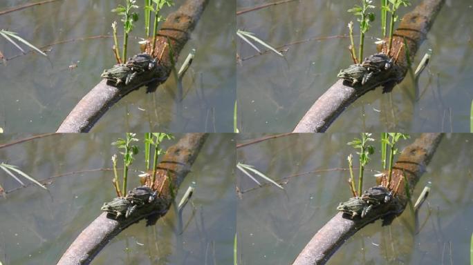 两只青蛙在水中的树枝上。