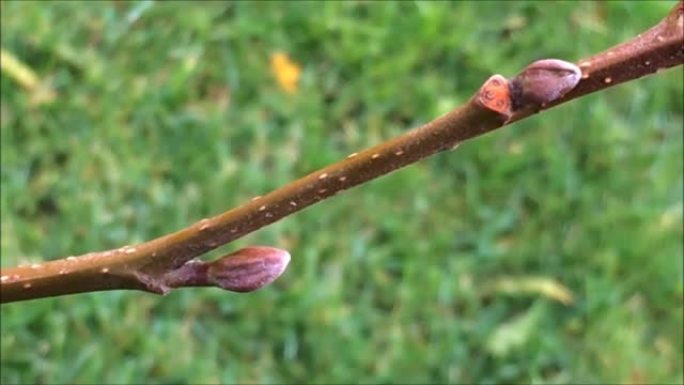 普通al (Alnus glutinosa) -树枝和芽