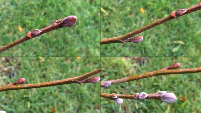 普通al (Alnus glutinosa) -树枝和芽