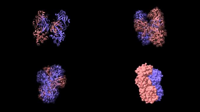 白喉毒素二聚体的动画3D模型