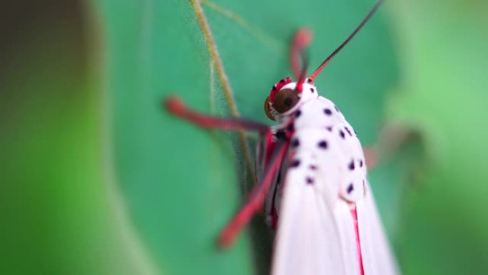 蝴蝶特写夏天昆虫