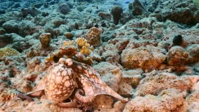 库拉索岛周围加勒比海珊瑚礁绿松石水中章鱼的海景