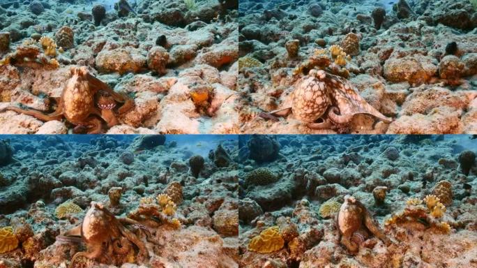库拉索岛周围加勒比海珊瑚礁绿松石水中章鱼的海景
