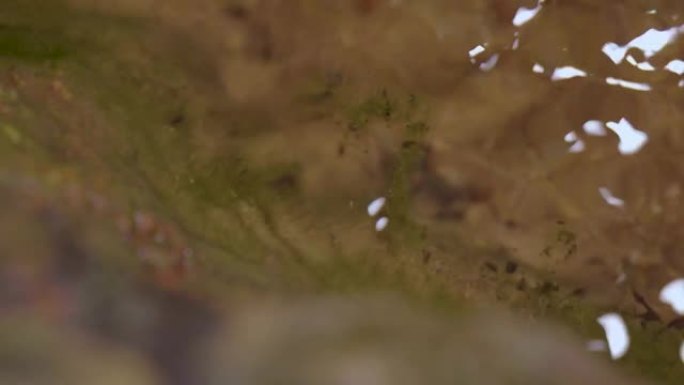 一对斑点的凋落物青蛙 (Leptobrachium hendricksoni) 在清澈的河流表面上交