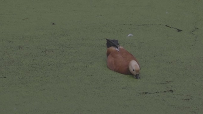 鸭子在盛开的湖上。红润的shelduck Tadorna ferruginea是鸭科的成员。Tado