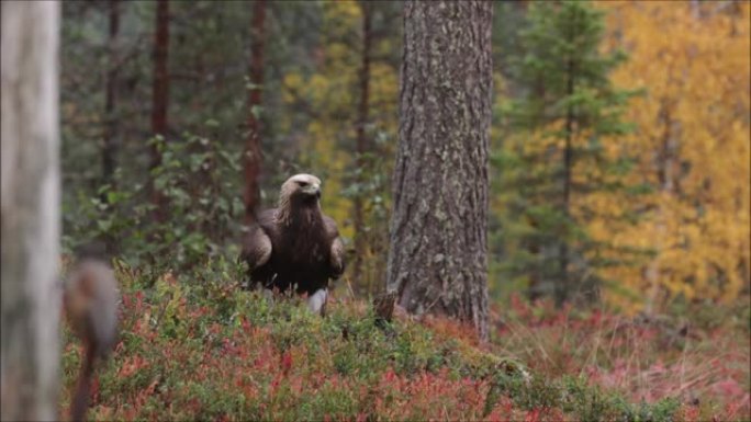 年轻的欧洲捕食者金鹰，天鹰座 (Aquila chrysaetos) 观察周围并在秋季针叶林中部起飞