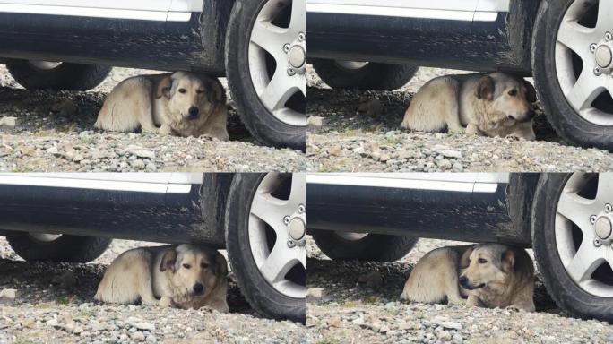 害怕的狗躺在车下。无家可归的狗爬到车下。