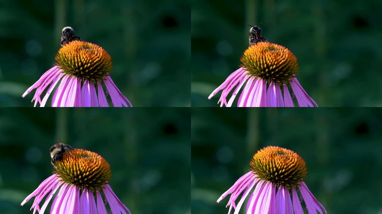 大黄蜂从蓝色花朵中取花蜜