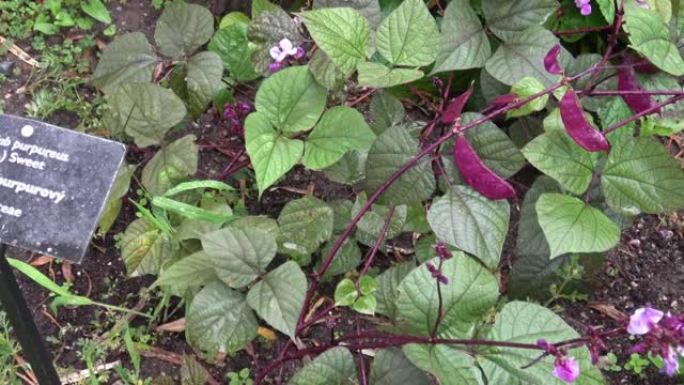 生风信子豆花-紫豆是豆科中的一种豆。