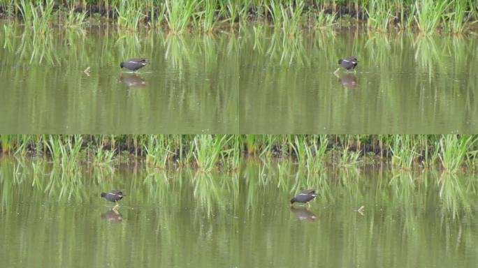 春天在英国南部一个大湖的浅水中觅食的一种野生水雉