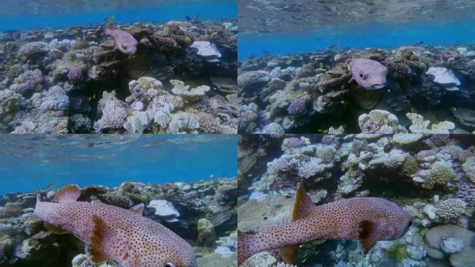 红海的斑鳍斑鱼 (Diodon hystrix) famliy气球鱼-Marsa Alam-埃及