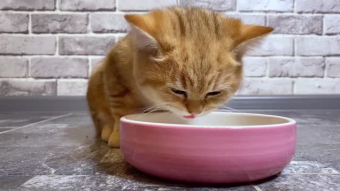 从粉色碗里吃的红色姜黄色条纹小猫。灰色砖墙背景