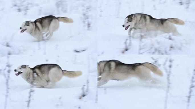 沙哑的树林里在雪地里奔跑，狗的慢动作，冬天在树林里散步。