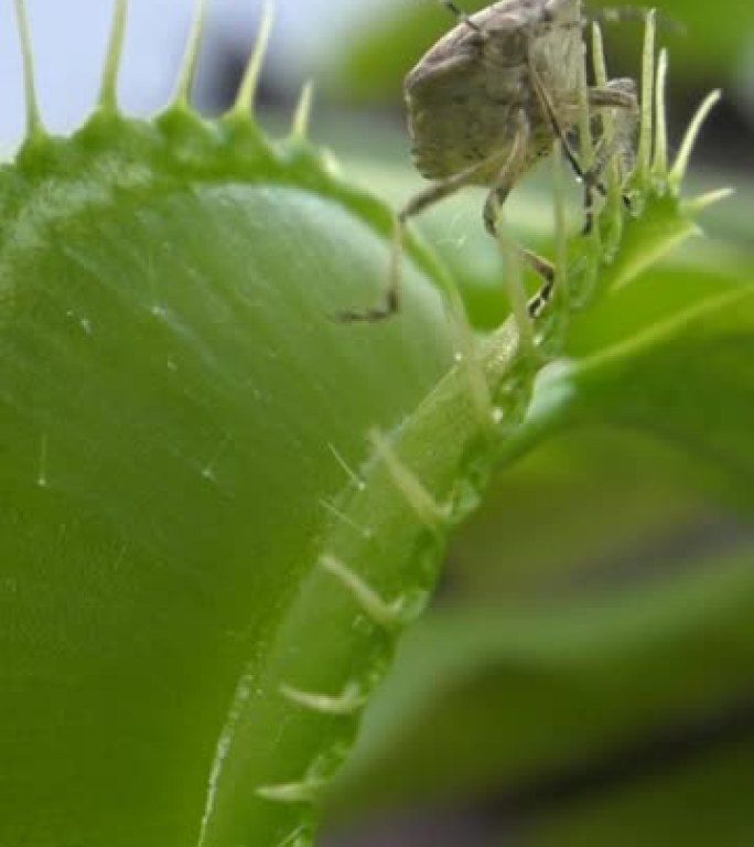 捕蝇草 (Dionaea muscipula) 捕获了垂直的盾虫