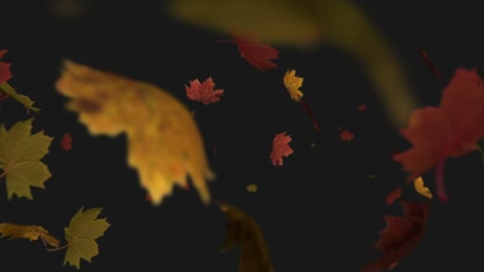 多个秋叶落在黑色背景上的动画
