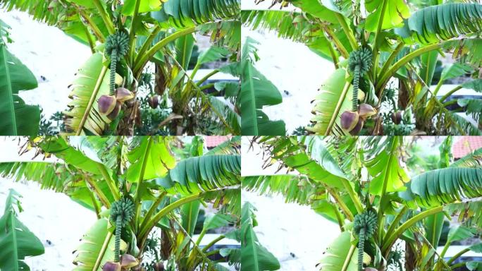 香蕉在绿色的棕榈树上成串生长