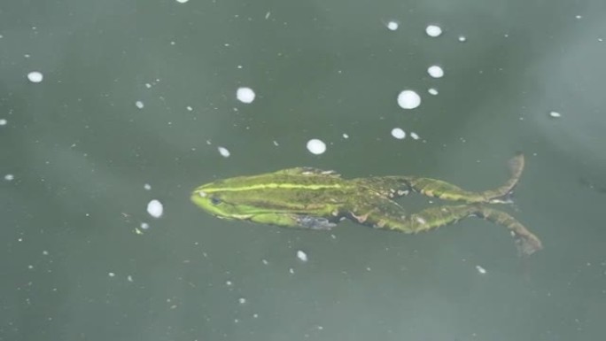 绿色蟾蜍在池塘里游泳。慢动作全高清视频。湖中的绿色青蛙特写