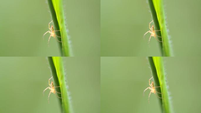 跳跃蜘蛛的特写昆虫微观世界有毒蜘蛛