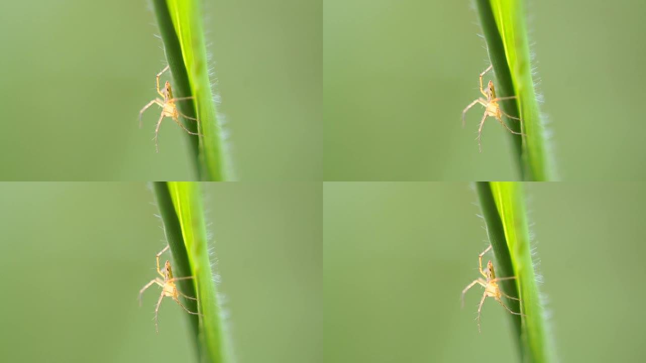 跳跃蜘蛛的特写昆虫微观世界有毒蜘蛛