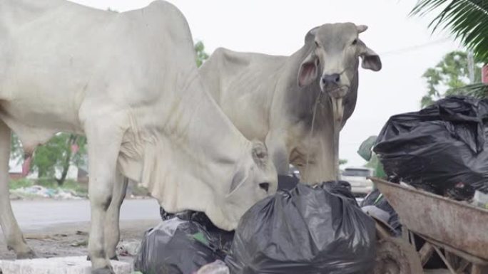 一头牛在西哈努克城的街上吃垃圾。柬埔寨。亚洲