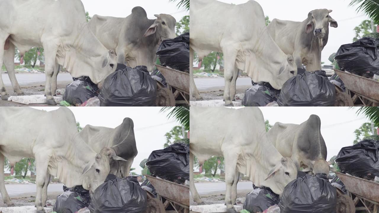 一头牛在西哈努克城的街上吃垃圾。柬埔寨。亚洲