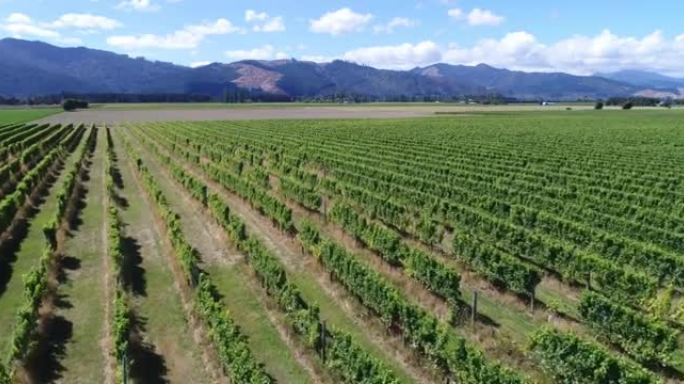 葡萄园-葡萄酒酿造用葡萄藤。显示葡萄栽培的乡村农田。空中无人机视频。