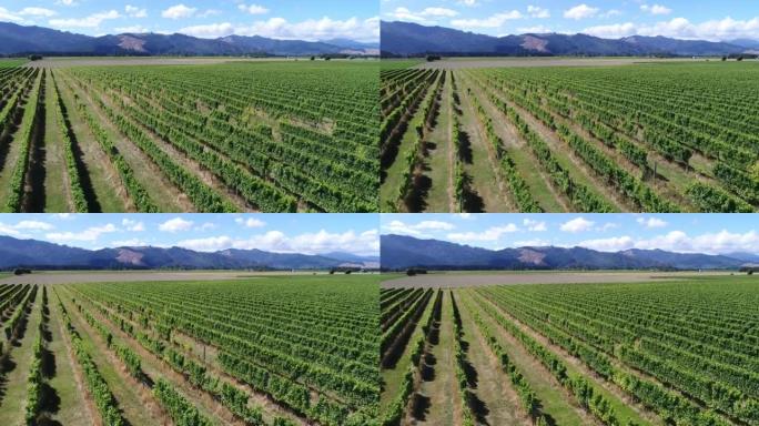 葡萄园-葡萄酒酿造用葡萄藤。显示葡萄栽培的乡村农田。空中无人机视频。