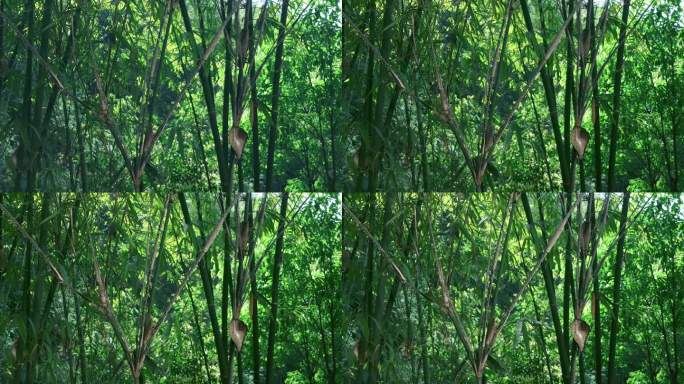 蜀南竹海 被虫蛀枯萎的竹子