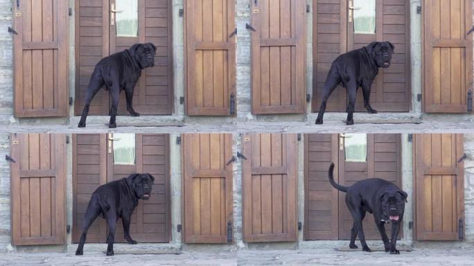 大黑狗甘蔗Corso守卫着入口附近的房子。意大利国家
