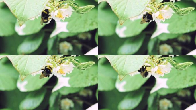 昆虫大黄蜂为猕猴桃的白色花朵授粉。慢动作x5。特写