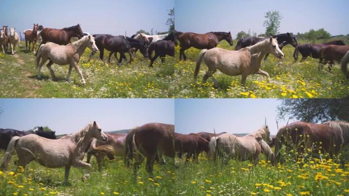 野外的马。低角度超级慢动作拍摄。自由野生动物种马路过相机自由在自然。自由野生动物主题概念