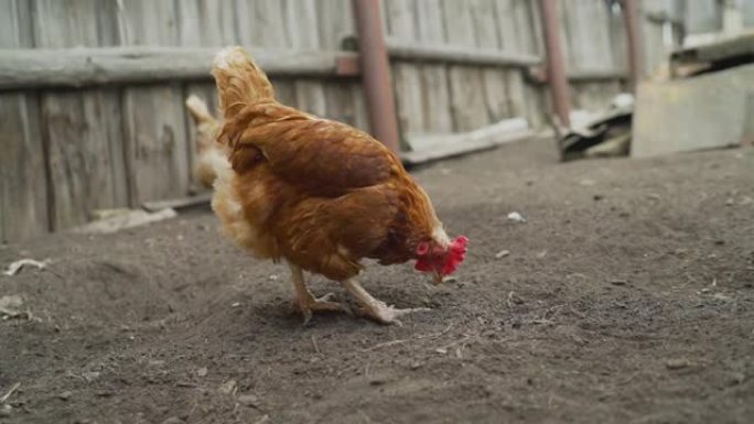 养鸟觅食。农场院子里的一只鸡在院子里走来走去。一只棕色的母鸡在农场里走来走去