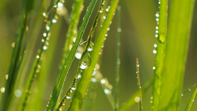 绿色的草叶上晶莹剔透的水珠露珠微距特写
