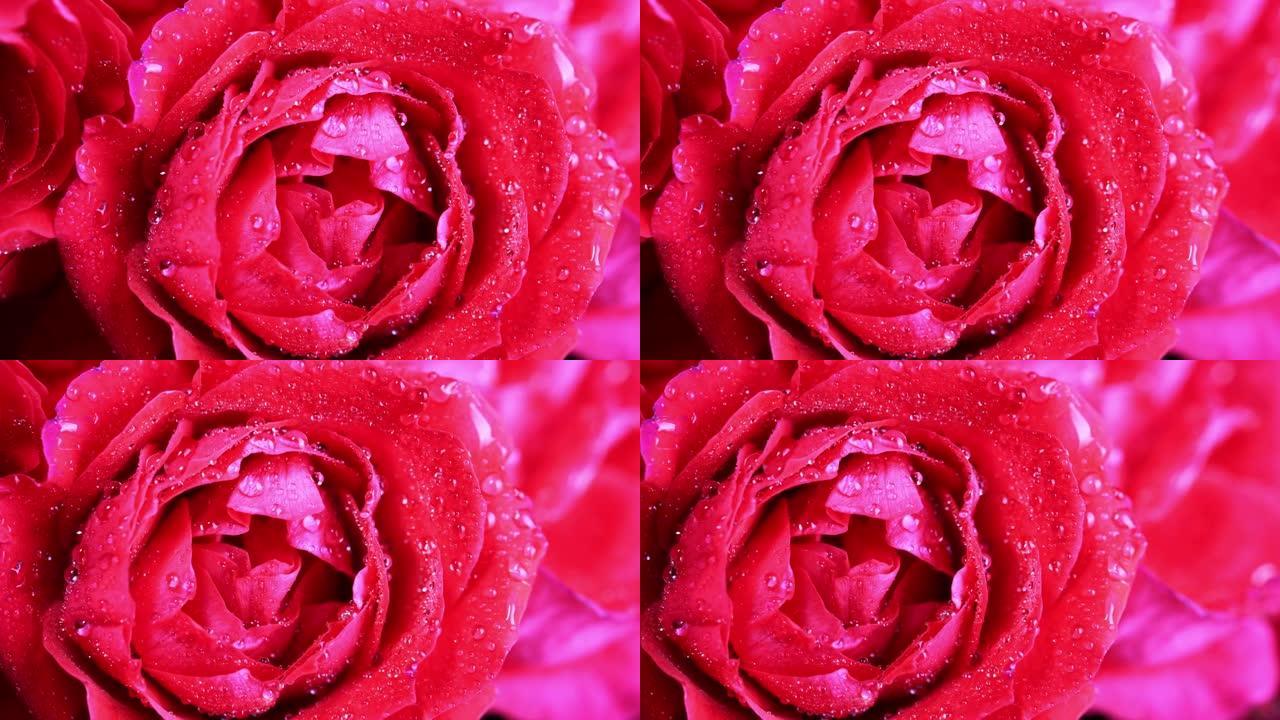 玫瑰花在朝露的水滴特写。相机平移。4k视频。