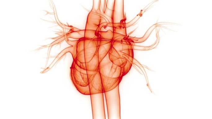 人体循环系统心脏跳动解剖动画概念