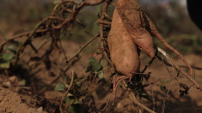 苕 红安苕 挖红薯 土地